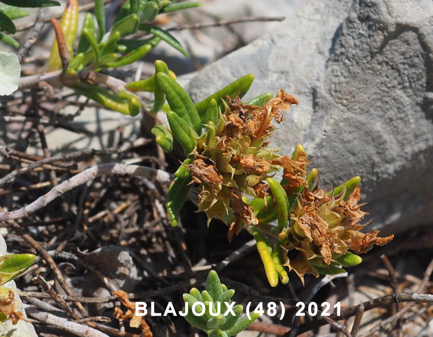 Germander, Mountain fruit